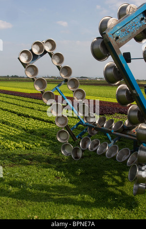 Salad rig Lettuce & Cut Vegetable Harvest. Harvatec self-propelled rigs  Agricultural Machinery at Hesketh Bank, Tarleton Preston, Southport, UK Stock Photo