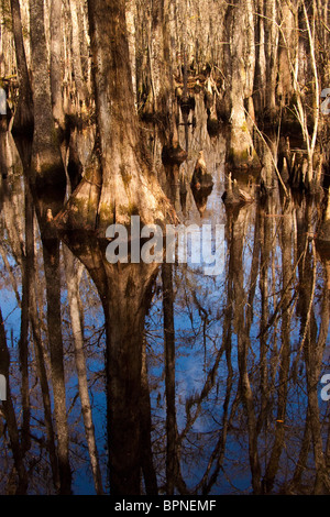 Scene from Francis Beidler Forest at Four Holes Swamp, Dorchester County, SC Stock Photo