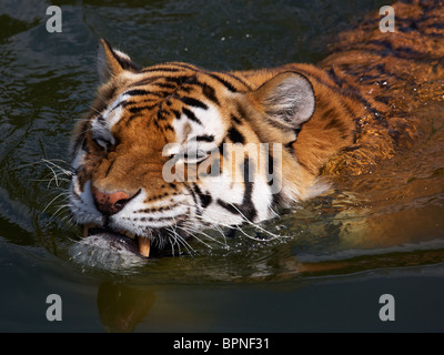 Close-up portrait of a Siberian Tiger swimming in the water Stock Photo