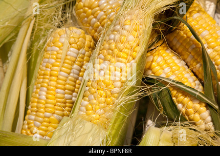 "Fresh Ears of Corn in Husks with Silk" Stock Photo