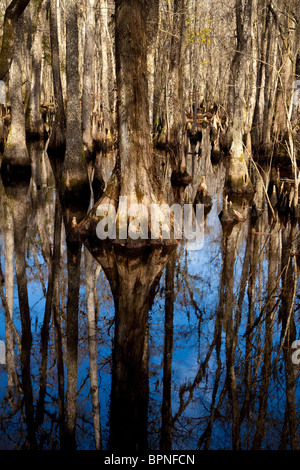 Scene from Francis Beidler Forest at Four Holes Swamp, Dorchester County, SC Stock Photo