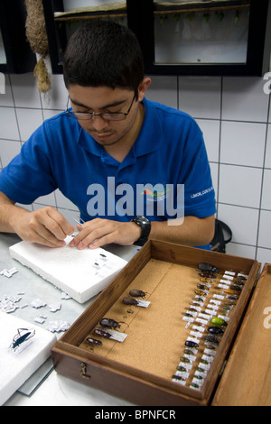 Entomologist classifying insects at the Veragua Rainforest Research and Adventure Park near Limon, Costa Rica. Stock Photo