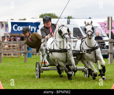 Scurry Racing or Double Harness Scurry Driving UK Stock Photo