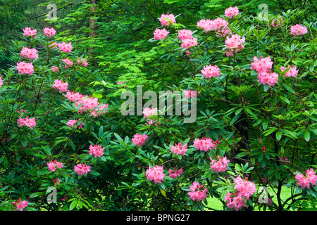 Rhododendrons in bloom in the Natural Garden of the Portland Japanese Garden, Oregon Stock Photo