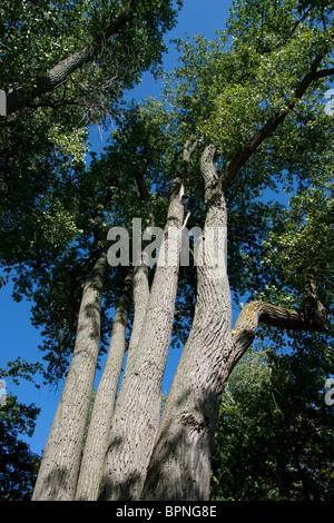 Eastern Cottonwood Tree Populus deltoides Michigan USA Stock Photo