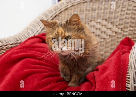 Old cat sat in a chair on its special blanket Stock Photo