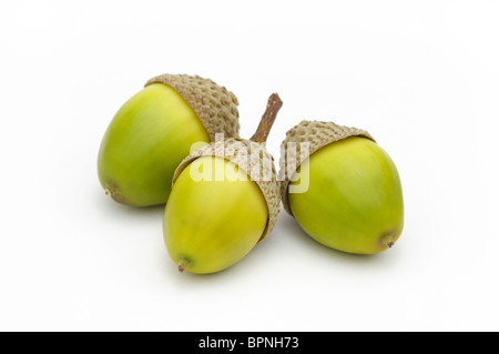 Three acorns from chestnut oak, Quercus prinus Stock Photo