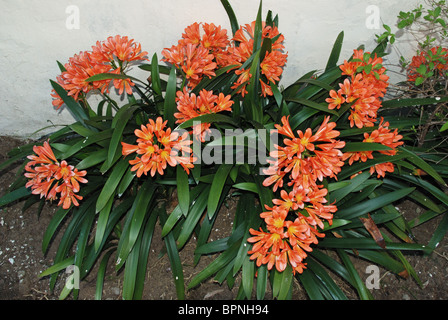 Clivia Miniata - orange spring flowering rhizome, Costa del Sol, Andalucia, Spain, Western Europe. Stock Photo