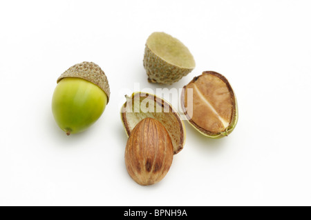 Acorns from chestnut oak. . One of the acorns has been cut in half to reveal the seed from within Stock Photo