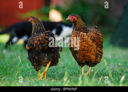 A pair of female gold laced wyandotte Bantams Stock Photo