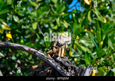 Green Iguana (Iguana iguana) basking on a branch in the sun. La Tovara Reserve, Nayarit, Mexico Stock Photo