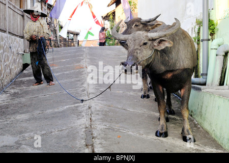 local man walking through village street with his team of water buffalo java indonesia Stock Photo