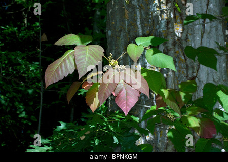 Poison Ivy Toxicodendron radicans Late Summer Michigan E USA Stock Photo