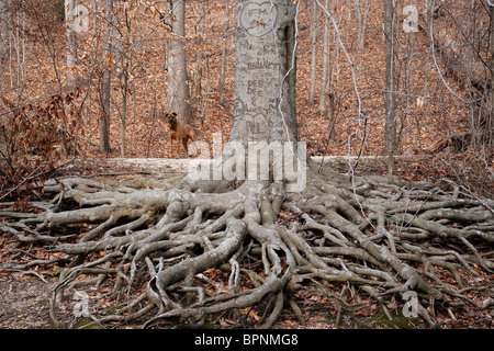 A dog standing next to a tree with exposed roots Stock Photo - Alamy