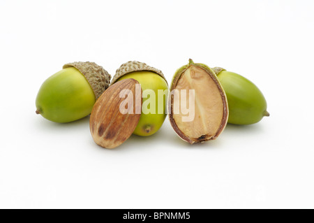 Acorns from chestnut oak.. One of the acorns has been cut in half to reveal the inside of the seed. Stock Photo