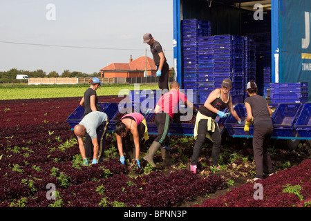 Bulgarian Immigrant farm workers, Labouring on salad vegetable Market Gardens, Mere Brow, Southport, Lancashire, UK Stock Photo