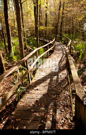 Scene from Francis Beidler Forest at Four Holes Swamp, Dorchester County, SC Stock Photo