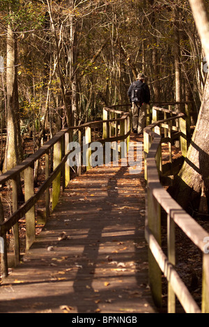 Scene from Francis Beidler Forest at Four Holes Swamp, Dorchester County, SC Stock Photo