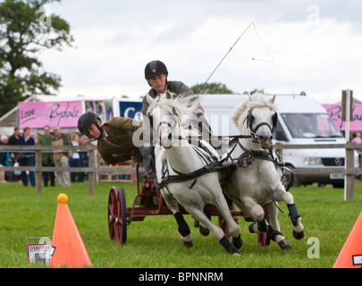 Scurry Racing or Double Harness Scurry Driving UK Stock Photo