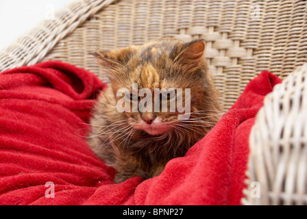 Old cat sat in a chair on its special blanket Stock Photo