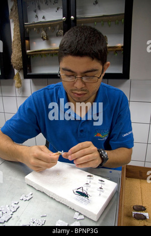 Entomologist classifying insects at the Veragua Rainforest Research and Adventure Park near Limon, Costa Rica. Stock Photo