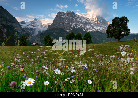 Morning light kisses the top of the Eiger in the Grindelwald Valley of Switzerland Stock Photo