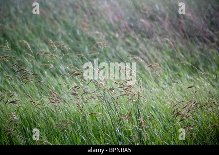 Rain falling on prairie grass Stock Photo