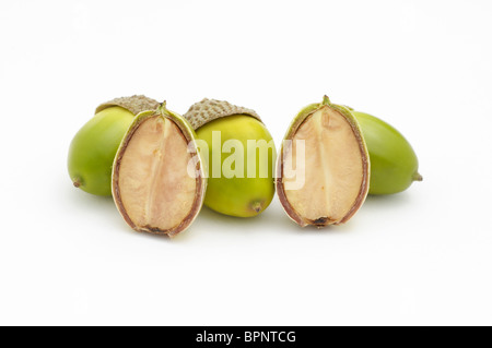 Acorns from chestnut oak.. One of the acorns has been cut in half to reveal the inside of the seed. Stock Photo