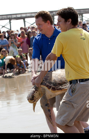Loggerhead Sea Turtle (Caretta caretta) released back into the wild ...