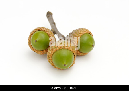 Three acorns from northern red oak, Quercus rubra. Stock Photo