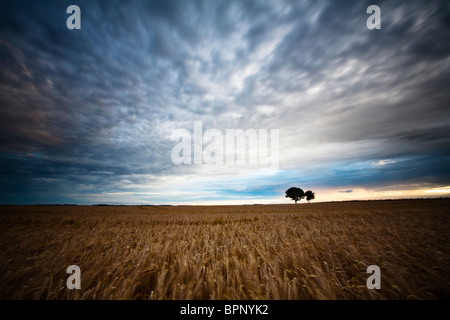 Evening light over the downs on the Ridgeway path at West Ilsley on the Berkshire and Oxfordshire border, Uk Stock Photo