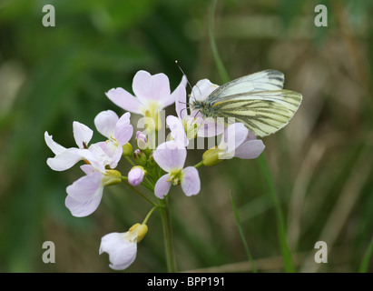 A close up of a Green Veined White (Pieris napi) butterfly on a Cuckooflower or Lady's Smock flower (Cardamine pratensis) Stock Photo