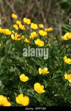 The Yellow flowers of the Creeping Buttercup flower (Ranunculus repens) Stock Photo