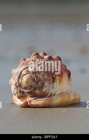 Bullmouth helmet shell (Cypraecassis rufa) on beach at low tide Stock Photo