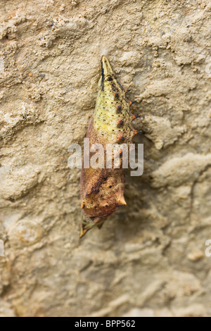 Peacock butterfly (Inachis io) chrysalis under limestone rock.