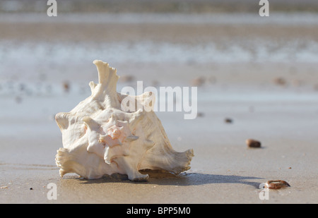 The Lobatus gigas, originally known as Strombus gigas, commonly known as the Queen Conch on a sandy beach Stock Photo