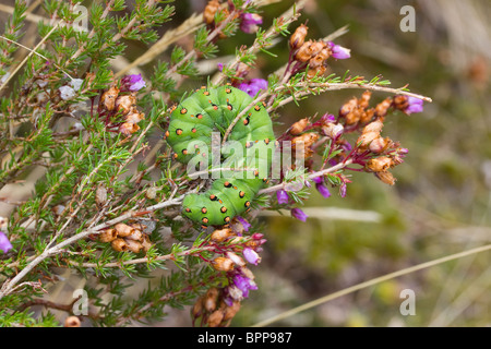 Emperor moth caterpillar (Saturnia pavonia) on heather. Stock Photo