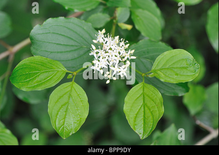 Bloodtwig dogwood (Cornus sanguinea) flowering at spring Stock Photo