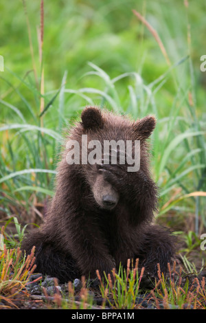 Alaska Brown Bear Spring Cub Stock Photo - Alamy