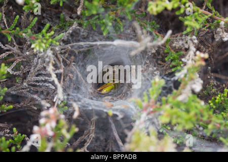 Grass funnel weaver spider (Agelena labyrinthica) with grasshopper prey. Stock Photo