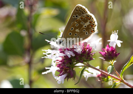 Male adonis blue butterfly (Polyommatus bellargus) backlit by the sun. Stock Photo