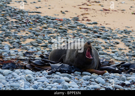 New Zealand Fur Seal, Arctocephalus forsteri Stock Photo