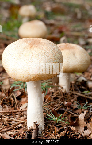 Field mushroom (agaricus campestris) Stock Photo