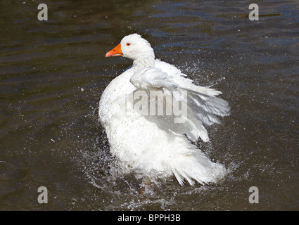 A single Emden Goose (Anser anser domesticus) bathing in a pond. Sussex, UK Stock Photo