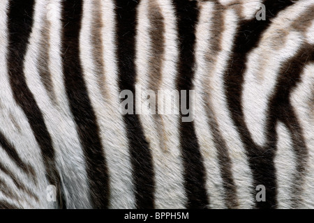 Close-up view of the skin of a Plains (Burchell's) Zebra (Equus quagga) Stock Photo