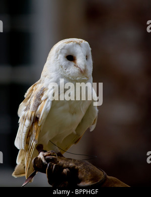 Captive Barn Owl Stock Photo