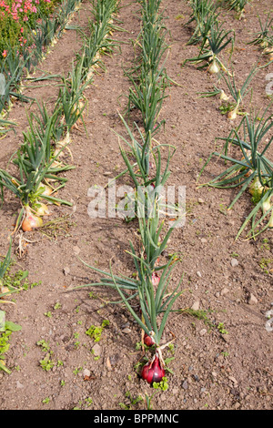 Lines of onions Kelsoe and Mammoth Red growing in mixed flower beds. Stock Photo