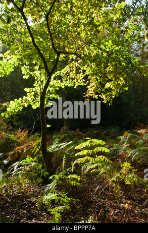 Light catching tree in wooded area Stock Photo - Alamy