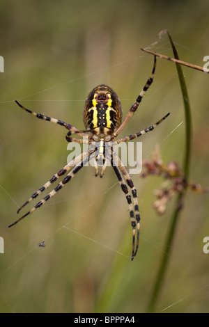 Female wasp spider (Argiope bruennichi). Godlingston Heath, Purbeck, UK. Stock Photo