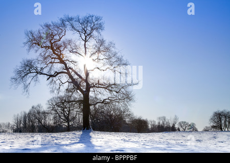 Sun shining through a leafless tree in a snow covered field in Cheshire UK Stock Photo